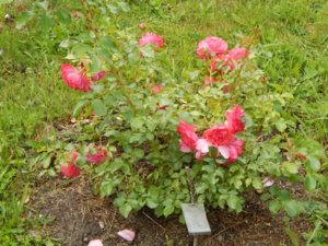 DSCN2653.JPG