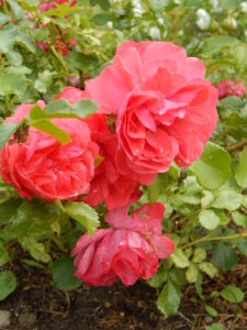 DSCN2654.JPG