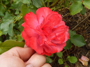 DSCN2655.JPG