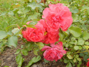 DSCN2802.JPG