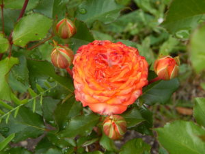 DSCN2617.JPG