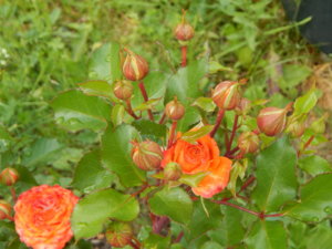 DSCN2618.JPG