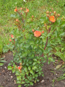 DSCN2798.JPG