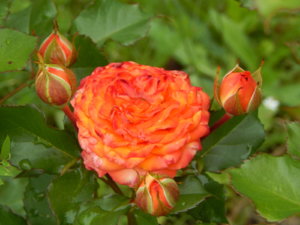 DSCN2799.JPG