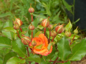 DSCN2800.JPG