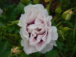 DSCN2632.JPG