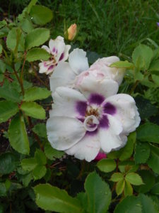 DSCN2633.JPG