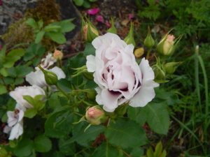 DSCN2850.JPG
