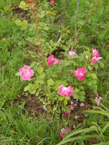 DSCN2531.JPG