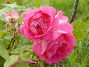 DSCN2532.JPG