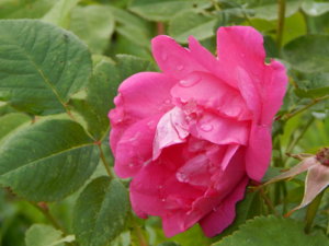 DSCN2533.JPG
