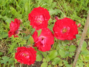DSCN2536.JPG