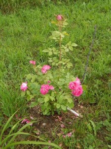 DSCN2698.JPG