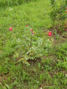 DSCN2699.JPG
