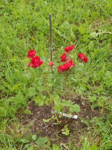DSCN2700.JPG