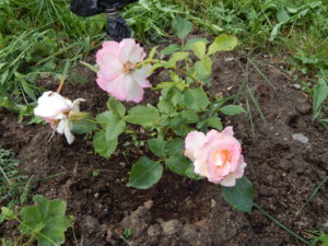 DSCN2502.JPG