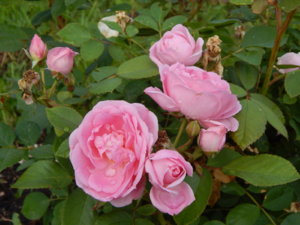 DSCN2547.JPG