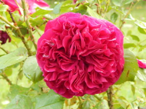 DSCN2630.JPG