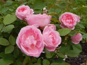 DSCN2761.JPG