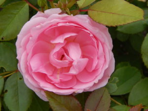DSCN2763.JPG
