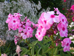 IMG_20190712_210149.jpg