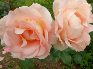 IMG_20190713_160728.jpg