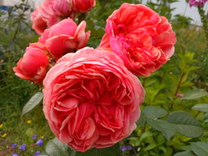 IMG_20190713_160948.jpg