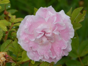 DSCN2868.JPG