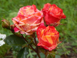 DSCN2880.JPG