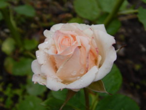 DSCN2882.JPG