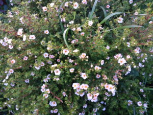 IMG_20190712_210413.jpg