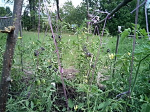 IMG_20190713_110644_1.jpg