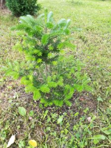 IMG_20190630_090751.jpg