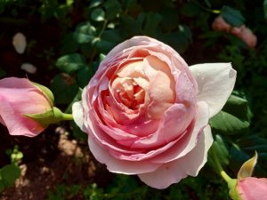 IMG_20190622_081538.jpg