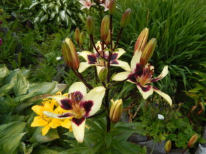 DSCN2888.JPG