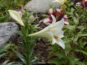 DSCN2941.JPG