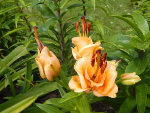 DSCN2920.JPG