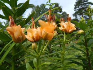 DSCN2922.JPG