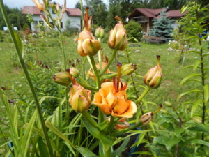 DSCN2923.JPG