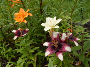 DSCN2942.JPG