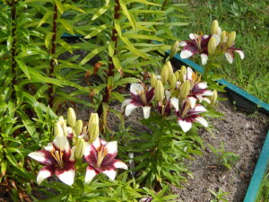 DSCN2998.JPG