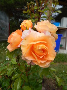DSCN2952.JPG