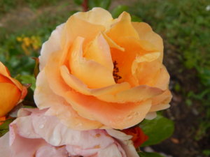 DSCN2953.JPG