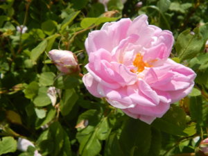 DSCN2975.JPG