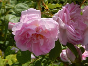 DSCN2976.JPG