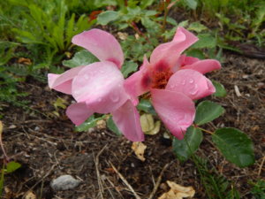 DSCN2884.JPG