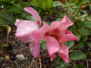 DSCN2886.JPG