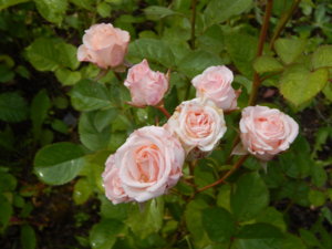 DSCN2894.JPG
