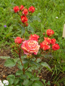 DSCN2874.JPG