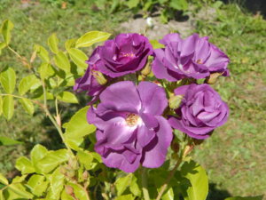 DSCN2955.JPG